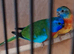 Splendid Parakeets