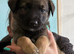 German shepherd x Belgian