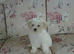 Beautiful Bichon Frise Puppy