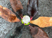 Hatching Eggs