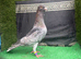 Syrian pigeons