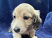 Gorgeous shaded cream boy, 1 remaining