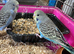 Very young budgies available £30 each