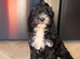 **READY NOW** F1 Cockapoo Pups