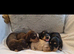Miniature long haired dachshund puppies