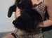 British Longhair cross Maine coon