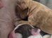 4 beautiful cocker spaniel puppies