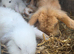Dwarf lop earxbaby rabbits