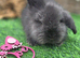 Double mained lionheads