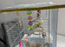 Budgie with cage
