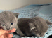 Pure pedigree Tica registered Russian blue kittens