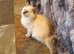 Beautiful GCCF Blue Point Ragdoll Kitten.