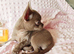 Tiny Stunningly Beautiful Solid Lilac Chihuahua Girl
