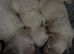 Malshi Pups!