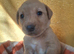 Labrador puppies