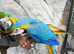 Baby Blue & Gold Macaw HandReared Super Tame Cuddly Parrot