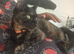 Beautifull Willow looking for a loving home.