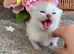 BEAUTIFUL PURE BRED BSH TEDDY BEARS RARE SEAL LYNX