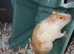 I have 1 Syrian hamster