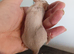 Siamese male mice and cage 6months old