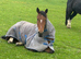 6 year old standard bred dudley