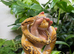 1.0 Caramel Pied Burmese Python