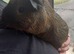 One male californian guinea pig