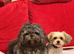Puppy Shi Tzu