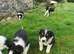 Lovely Border Collie puppies