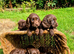 Cocker spaniel puppies