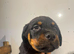 Rottwiler puppies 6 available