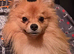 Gorgeous pomchi 7 months old