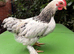 13 Week Old mixed breed chickens