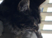 male maine coon