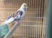Budgies available