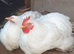 White peking pair