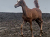 Arabian filly available at weaning
