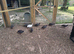 2 month old Keets