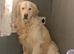 Male golden retriever