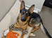 Beautiful German shepherd female
