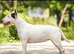 Miniature English Bull terrier