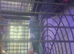 A pair of blue ringneck