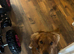 Teddy - 18 month old Cocker Spaniel