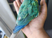 Hand Reared Baby Terqouise Blue Parrot