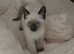 Siamese x Ragdoll delivery available