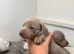 Miniature dachshunds