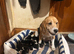 Full chunky beagles