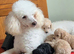 F1 Cavapoo puppies