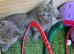 Beautiful British shorthair kittens