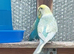 Bonded pair ready to breed